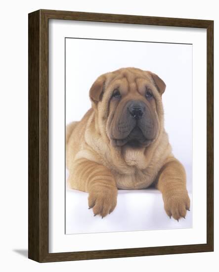 Shar-Pei-DLILLC-Framed Photographic Print