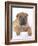 Shar-Pei-DLILLC-Framed Photographic Print