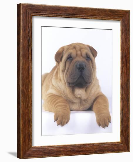 Shar-Pei-DLILLC-Framed Photographic Print