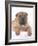 Shar-Pei-DLILLC-Framed Photographic Print