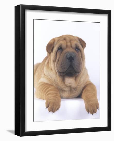 Shar-Pei-DLILLC-Framed Photographic Print