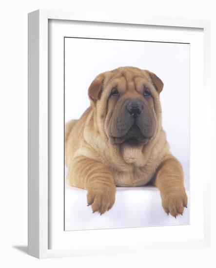 Shar-Pei-DLILLC-Framed Photographic Print