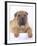 Shar-Pei-DLILLC-Framed Photographic Print