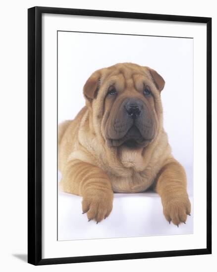 Shar-Pei-DLILLC-Framed Photographic Print