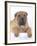 Shar-Pei-DLILLC-Framed Photographic Print