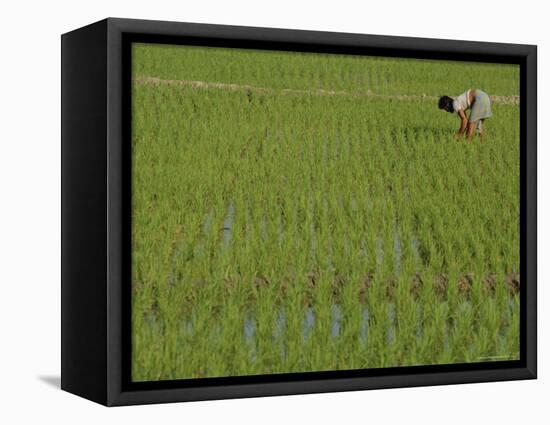 Share-Cropper Tending Rice in Paddyfield, Parganas District, West Bengal State, India, Asia-Duncan Maxwell-Framed Premier Image Canvas
