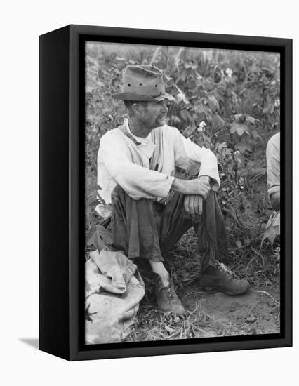 Sharecropper Bud Fields in his cotton patch in Hale County, Alabama, c.1936-Walker Evans-Framed Premier Image Canvas