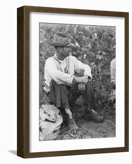 Sharecropper Bud Fields in his cotton patch in Hale County, Alabama, c.1936-Walker Evans-Framed Photographic Print