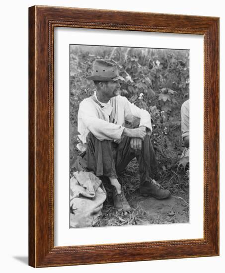 Sharecropper Bud Fields in his cotton patch in Hale County, Alabama, c.1936-Walker Evans-Framed Photographic Print