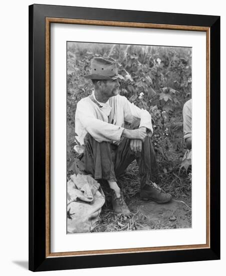 Sharecropper Bud Fields in his cotton patch in Hale County, Alabama, c.1936-Walker Evans-Framed Photographic Print