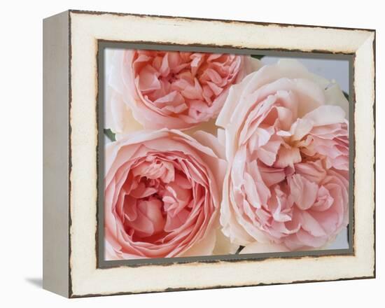 Sharifa Roses-Clay Perry-Framed Premier Image Canvas