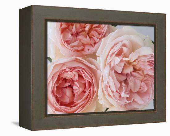 Sharifa Roses-Clay Perry-Framed Premier Image Canvas