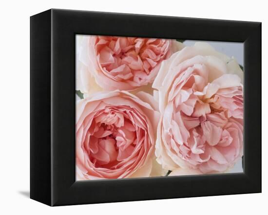 Sharifa Roses-Clay Perry-Framed Premier Image Canvas