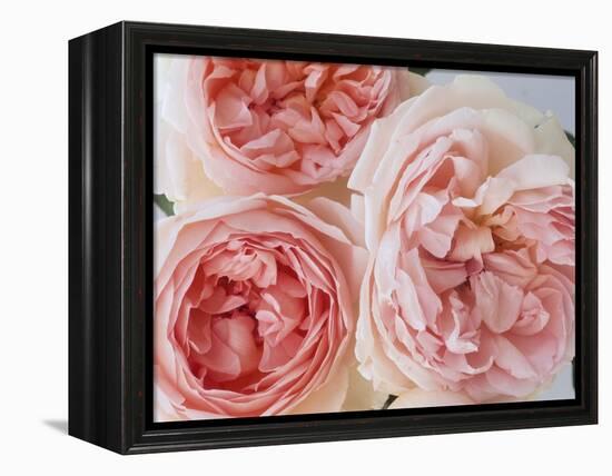 Sharifa Roses-Clay Perry-Framed Premier Image Canvas