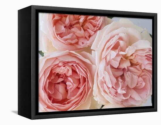 Sharifa Roses-Clay Perry-Framed Premier Image Canvas