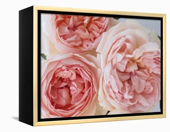 Sharifa Roses-Clay Perry-Framed Premier Image Canvas