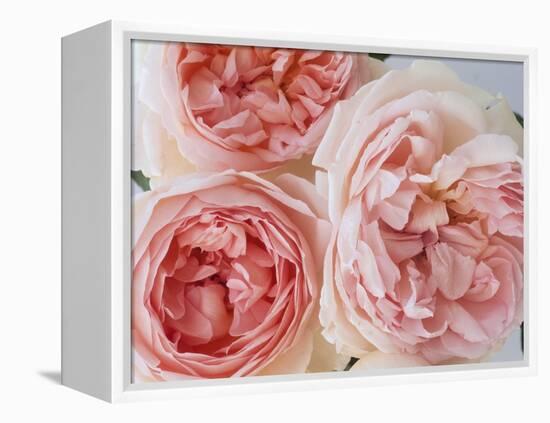 Sharifa Roses-Clay Perry-Framed Premier Image Canvas