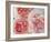 Sharifa Roses-Clay Perry-Framed Photographic Print