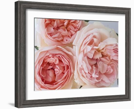 Sharifa Roses-Clay Perry-Framed Photographic Print