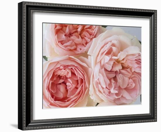 Sharifa Roses-Clay Perry-Framed Photographic Print