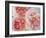 Sharifa Roses-Clay Perry-Framed Photographic Print