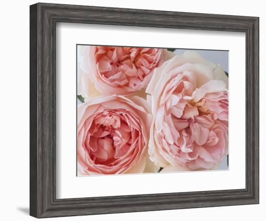 Sharifa Roses-Clay Perry-Framed Photographic Print