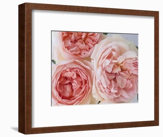 Sharifa Roses-Clay Perry-Framed Photographic Print