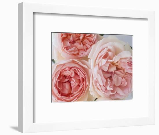 Sharifa Roses-Clay Perry-Framed Photographic Print