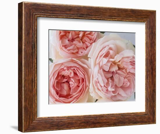 Sharifa Roses-Clay Perry-Framed Photographic Print