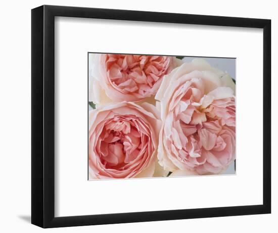Sharifa Roses-Clay Perry-Framed Photographic Print
