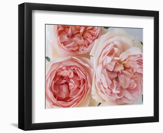 Sharifa Roses-Clay Perry-Framed Photographic Print