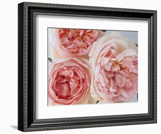 Sharifa Roses-Clay Perry-Framed Photographic Print