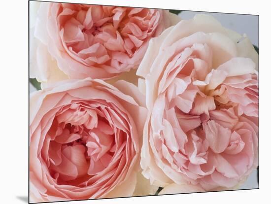 Sharifa Roses-Clay Perry-Mounted Photographic Print