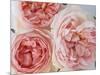 Sharifa Roses-Clay Perry-Mounted Photographic Print