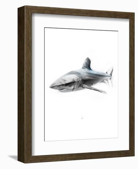 Shark 1-Alexis Marcou-Framed Premium Giclee Print