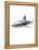 Shark 1-Alexis Marcou-Framed Stretched Canvas