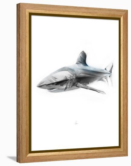 Shark 1-Alexis Marcou-Framed Stretched Canvas