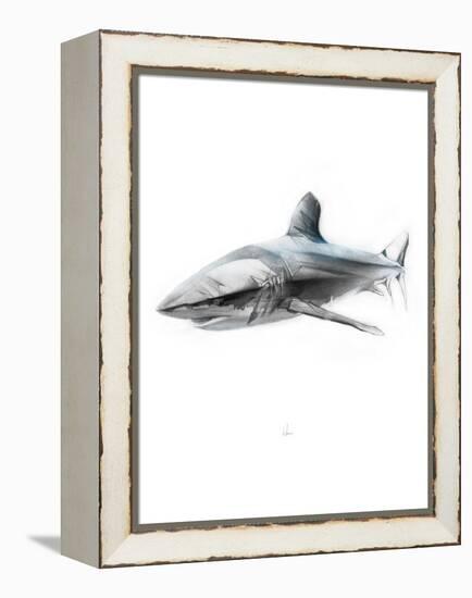 Shark 1-Alexis Marcou-Framed Stretched Canvas