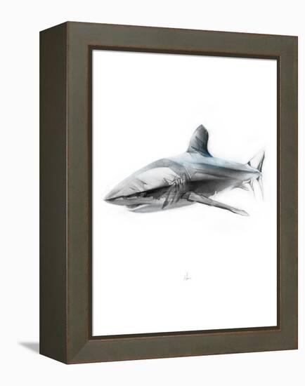 Shark 1-Alexis Marcou-Framed Stretched Canvas