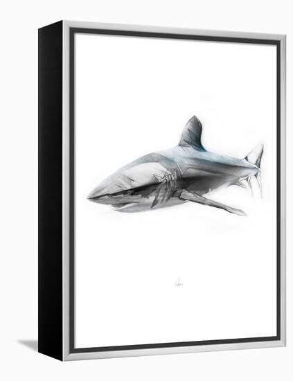 Shark 1-Alexis Marcou-Framed Stretched Canvas