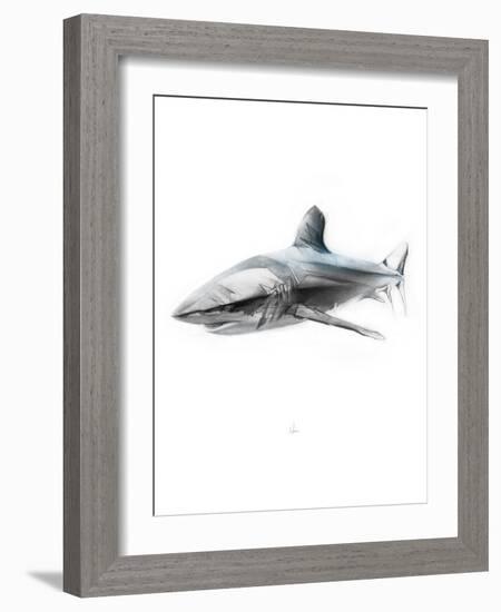 Shark 1-Alexis Marcou-Framed Art Print