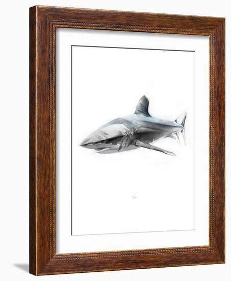 Shark 1-Alexis Marcou-Framed Art Print