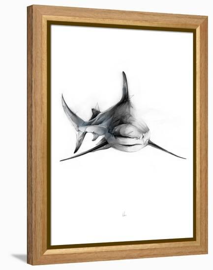 Shark 2-Alexis Marcou-Framed Stretched Canvas