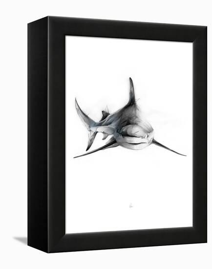 Shark 2-Alexis Marcou-Framed Stretched Canvas