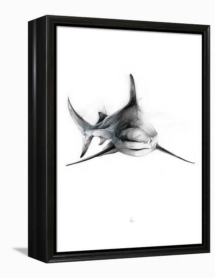 Shark 2-Alexis Marcou-Framed Stretched Canvas