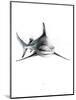 Shark 2-Alexis Marcou-Mounted Art Print