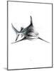 Shark 2-Alexis Marcou-Mounted Art Print