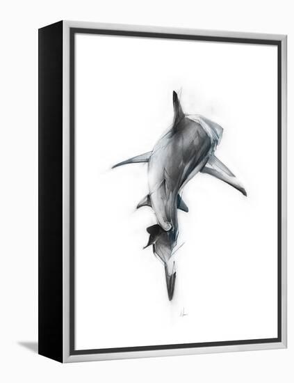 Shark 3-Alexis Marcou-Framed Stretched Canvas