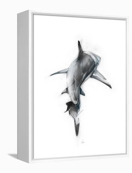 Shark 3-Alexis Marcou-Framed Stretched Canvas