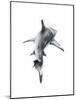Shark 3-Alexis Marcou-Mounted Art Print